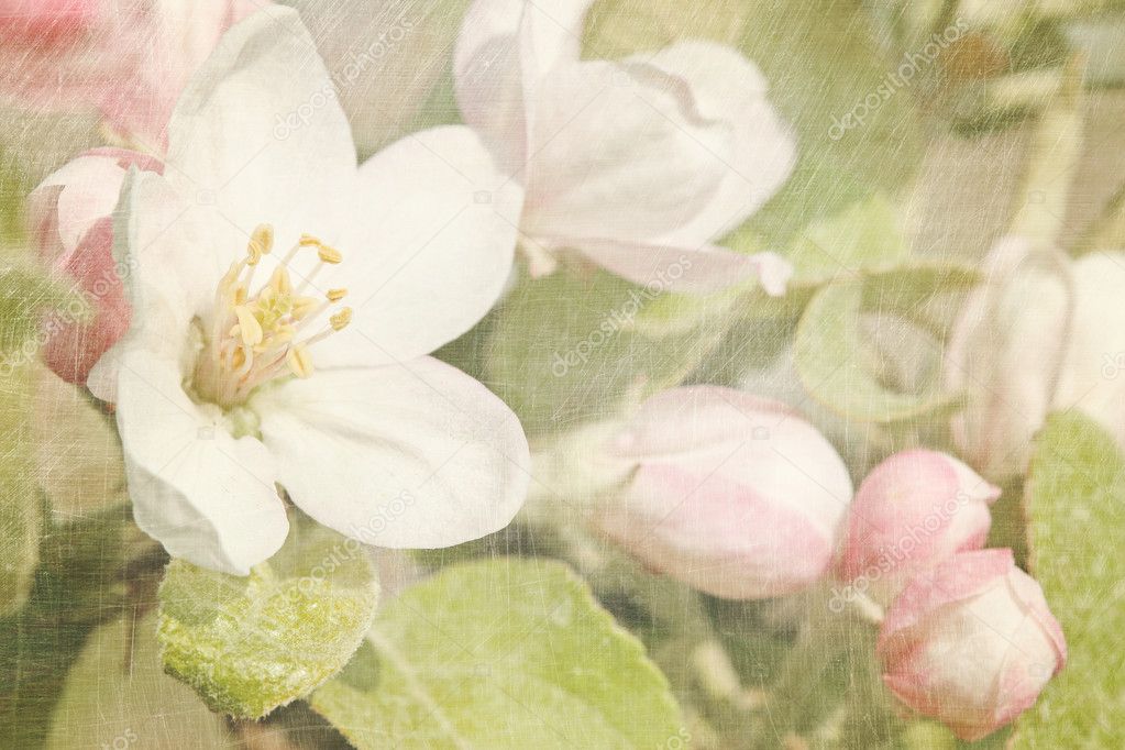 Closeup of apple blossoms in early