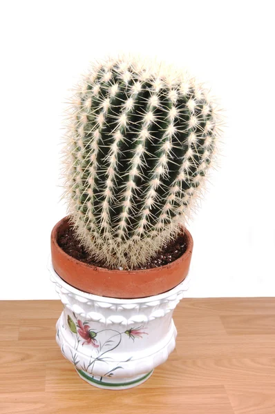Duży Ciężki Kaktus Stojący Desce Opierając Się Prawej Stronie Białym — Zdjęcie stockowe