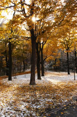 folhas de Outono no parque com o colorido e o céu azul e a primeira neve da temporadaPark ile renkli sonbahar yaprakları ve mavi gökyüzü ve mevsimin ilk kar yağışı.