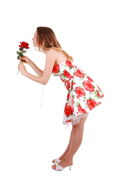 Прекрасная Молодая Женщина Высоких Каблуках Стоящая Студии Красной Розой Длинными — стоковое фото