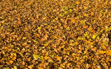 Fallen yellow leaves clipart