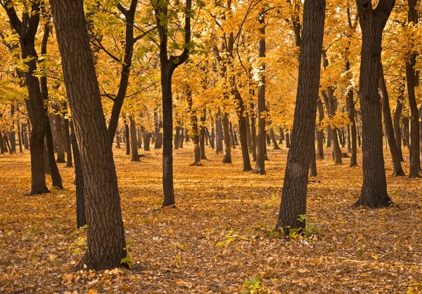 stock image Autumn forest.