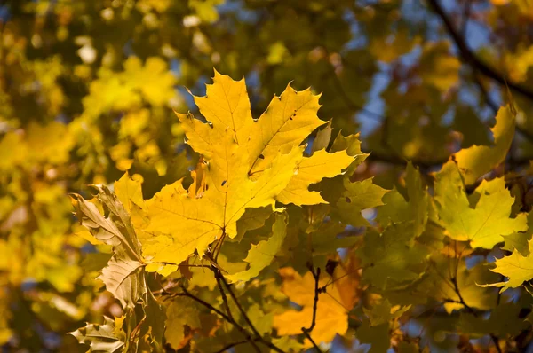 Zweig mit gelben Blättern — Stockfoto
