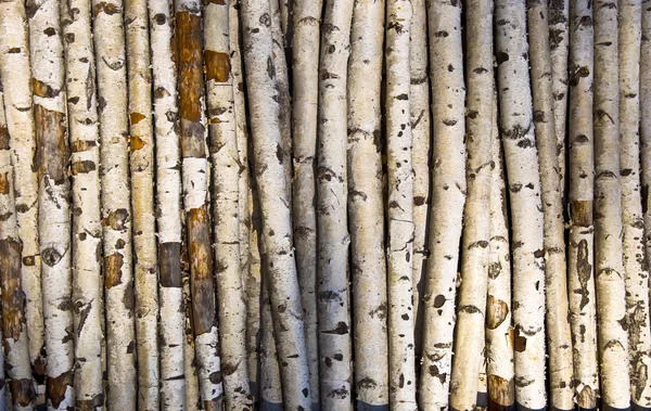 Birch logs — Stock Photo, Image