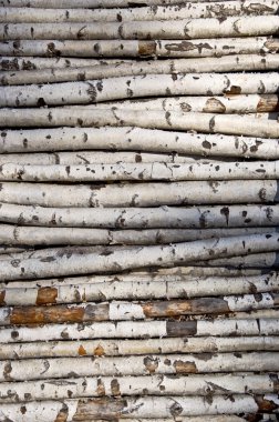 Birch logs clipart