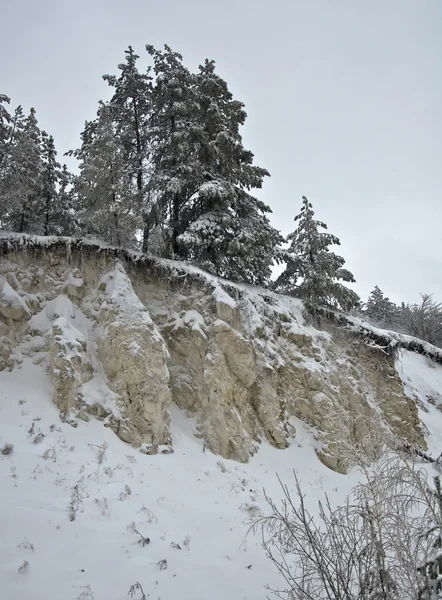 松の森 岩の上 枝は雪で覆われています 曇った天候 — ストック写真
