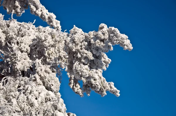 Vuren Takken Bedekt Met Sneeuw Tegen Blauwe Hemel Besneeuwde Winter — Stockfoto