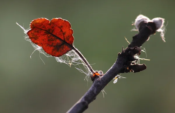 stock image Leaf