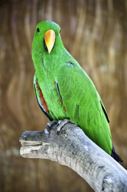 Macaw on branch clipart