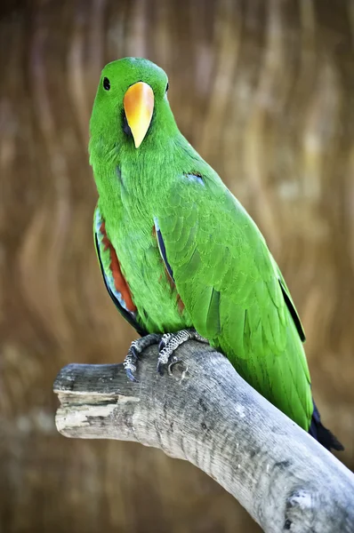 Macaw on branch — Stock Photo, Image