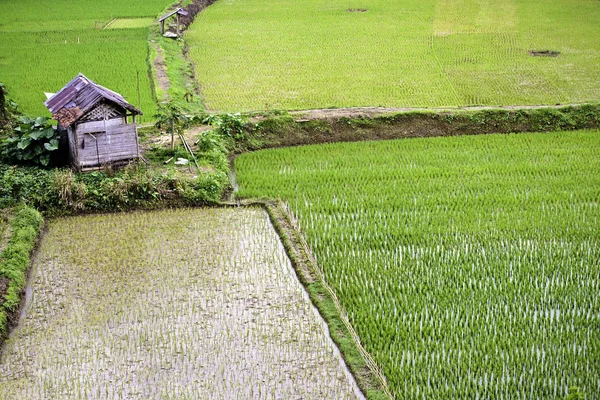 Plantacji ryżu zielony — Zdjęcie stockowe