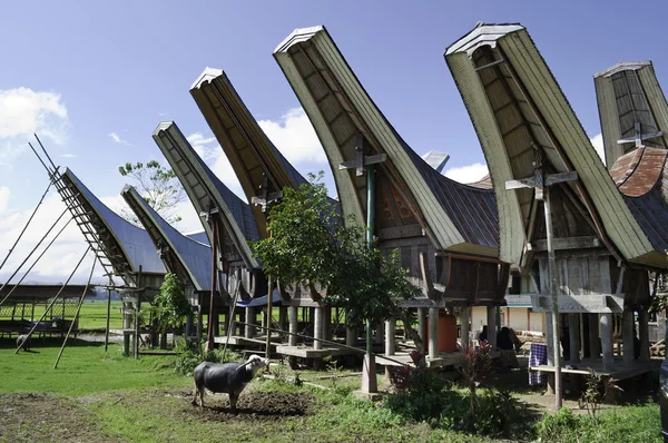 Toraja landsbygdens hushåll — Stockfoto