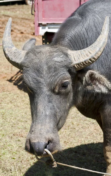 Cara de búfalo — Foto de Stock