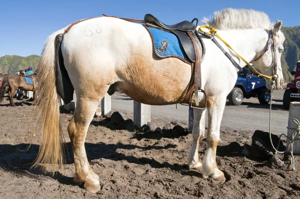 Weißes und oranges Pferd — Stockfoto