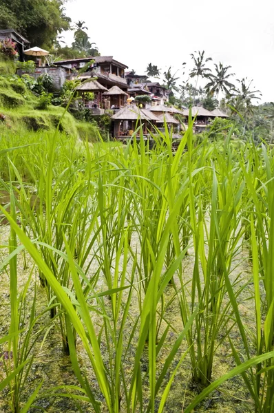 Zelená rýže plantáž detail — Stock fotografie