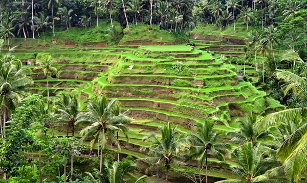 Plantage rijstvelden — Stockfoto
