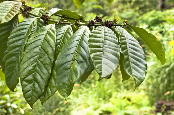 Свежие табачные листья — стоковое фото