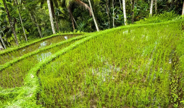 Terrasse de riz indonésien — Photo