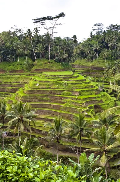 Bali indonéská terasa — Stock fotografie