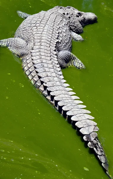 Krokodil in einer grünen Pfütze — Stockfoto
