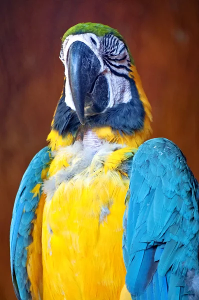 Blue and Yellow Macaw — Stock Photo, Image