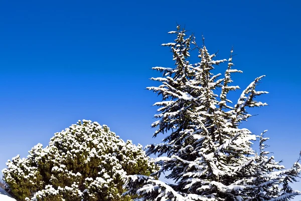 Winterbäume Mit Schnee Bedeckt Tiefblauen Himmel Der Wintersaison — Stockfoto