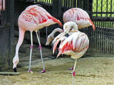 Flamingolar