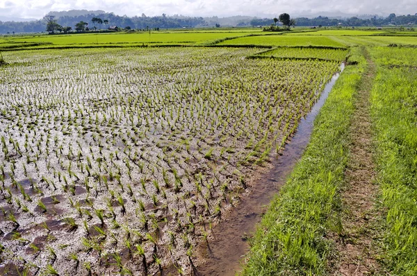 Tło Plantacji Ryżu Suszone Indonezja Kraju — Zdjęcie stockowe