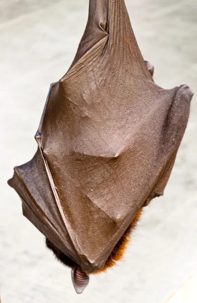 Sleeping bat — Stock Photo, Image
