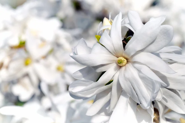 stock image White magnolia