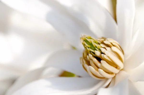 stock image White magnolia flower