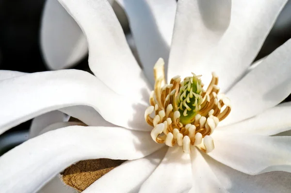 stock image White magnolia flower