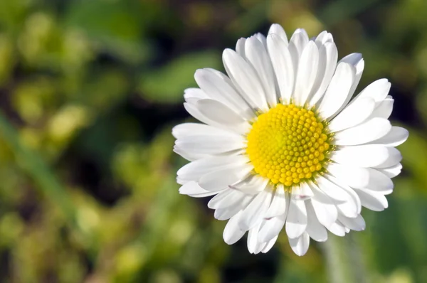 stock image Daisy in garden