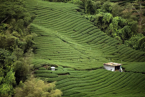 Ba Gua Tea garden in mid of Taiwan — Stock Photo, Image