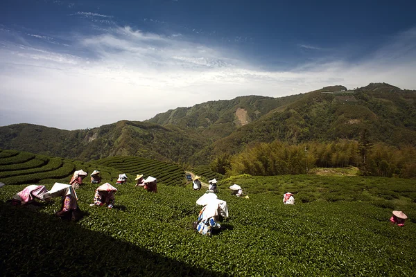 stock image Ba Gua Tea garden in mid of Taiwan