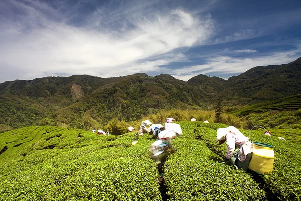 Ба Гуа чайному саду в середині Тайваню — стокове фото