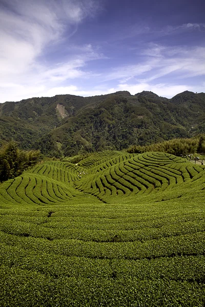 BA gua te trädgård i mitten av Taiwan — Stockfoto