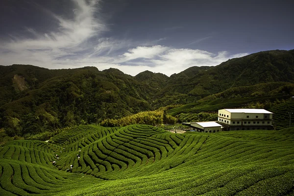 Ba Gua Tea garden in mid of Taiwan — Stock Photo, Image