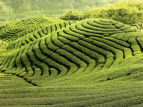 Чайный сад Ба Гуа в середине Тайваня — стоковое фото