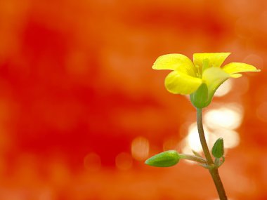 sürünen woodsorrel, oxalis corniculata l. ekşi yoncagiller