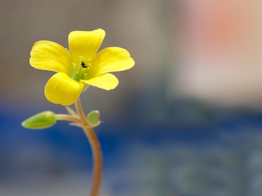 sürünen woodsorrel, oxalis corniculata l. ekşi yoncagiller