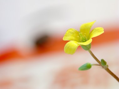 sürünen woodsorrel, oxalis corniculata l. ekşi yoncagiller