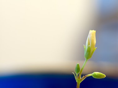 sürünen woodsorrel, oxalis corniculata l. ekşi yoncagiller