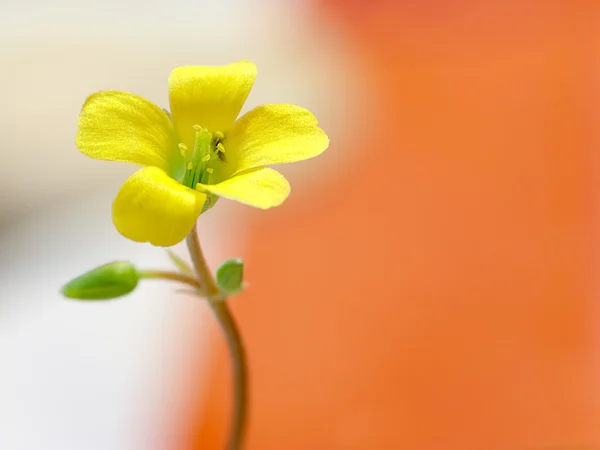 stock image Creeping woodsorrel , Oxalis corniculata L. OXALIDACEAE