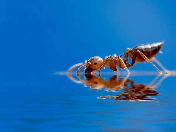 Este ANT realmente pequeño solo alrededor de 2mm — Foto de Stock