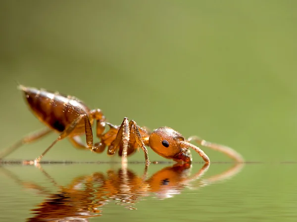 Este ANT realmente pequeño solo alrededor de 2mm —  Fotos de Stock