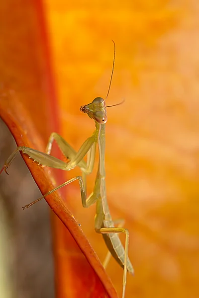 Closed up mantis for background or others purpose use — Stock Photo, Image