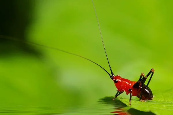 Grasshopper larva mix with green background — Stock Photo, Image