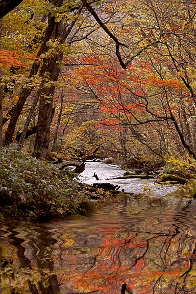 Осень сезона с красивой рекой — стоковое фото