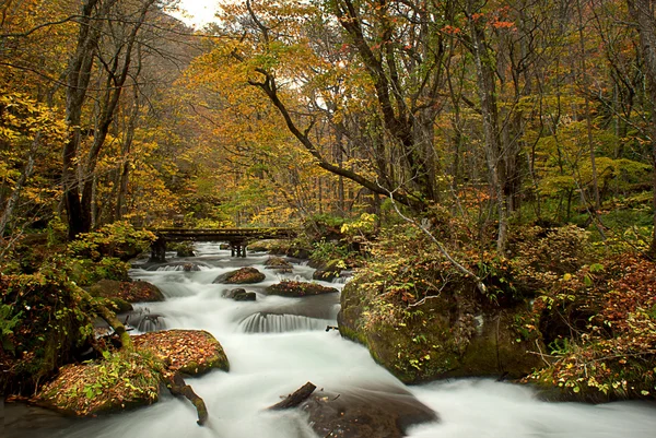 Herfst van het seizoen met prachtige rivier — Stockfoto